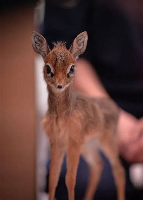 Zookeepers are rearing this orphaned baby dik-dik by hand at Chester ...