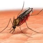 Malaria Symptoms In Children | Malaria Facts Information for Kids