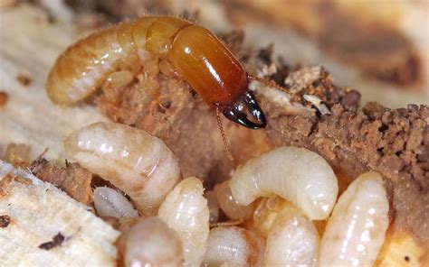 A Guide to Drywood Termite Identification and Treatment - Killum Pest ...