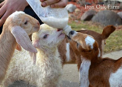 Guide to Bottle Feeding Goat Kids