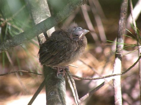 My HomeSong: cardinal fledglings