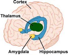 Amygdala Based Anxiety Treatment