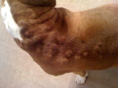 What Causes Dogs To Have Hives