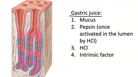 Gastric Gland Secretion - YouTube