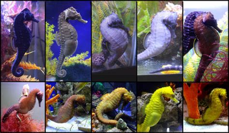 Seahorse Color-Color is Not Fixed and Changes – Alyssa's Seahorse Savvy