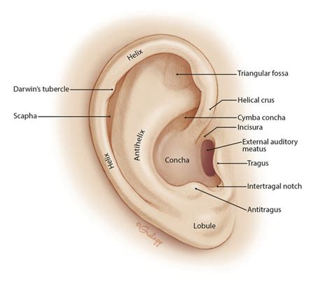 Surgical Anatomy of the Ear | Ento Key