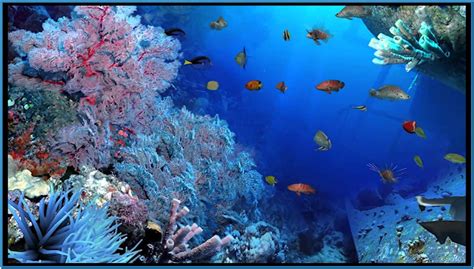 Live Aquarium Wallpapers for Windows 8.1 - WallpaperSafari