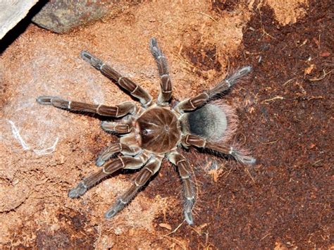 Goliath Birdeater Tarantulas Seldom Eat Birds - Owlcation