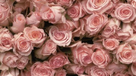 Pink Roses Wallpaper Desktop