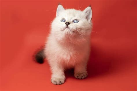 7 Meowvelous White Cat Breeds: How To Choose The Right One