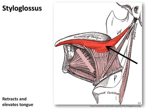 Styloglossus - Muscles of the Upper Extremity Visual Atlas, page 23 - a ...