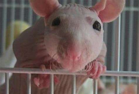 How to Breed Healthy Hairless Rats (Sphynx Rats) - PetHelpful