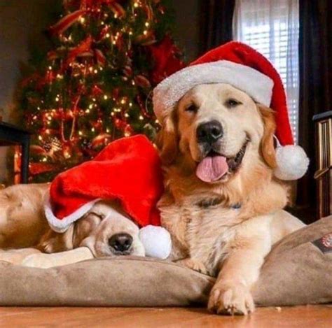 Pin by Teresa Brumbelow on Must Love Dogs | Dog christmas photos, Dog ...