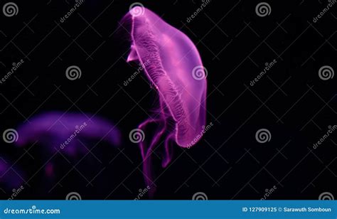 Moonlight Jellyfish Beautiful Light Purple Color Stock Image - Image of ...