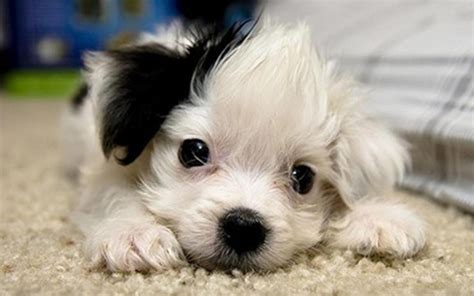 Cute Puppies :) - Puppies Wallpaper (22040895) - Fanpop