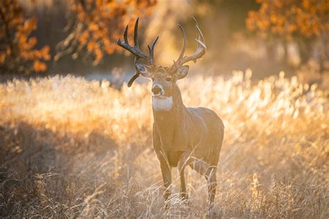 How To Prepare Each Month To Bag Your Best Buck - North American Whitetail