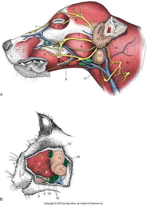 image 011006ab for term side of card (With images) | Dog anatomy, Dog ...