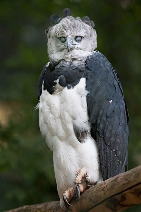 A Frightful Flying Creature | More Cool Pictures