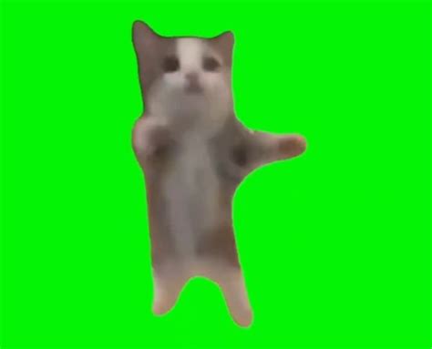 Happy Happy Happy Cat Meme Template Green Screen Memes Download - Memes