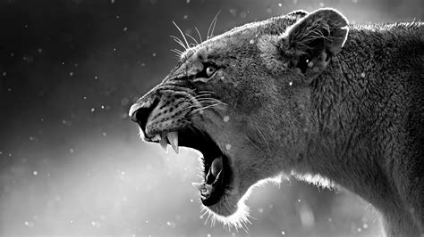 254 4K Ultra HD Lion Wallpapers | Background Images - Wallpaper Abyss