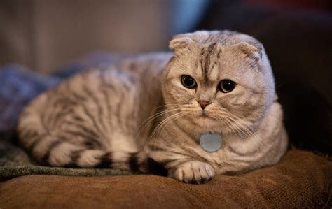 Adorable Scottish Fold Munchkin Cat - Petsmartgo