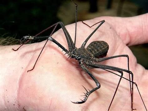 Creepy Crawlies - The tailless whip scorpion (Amblypygi)....