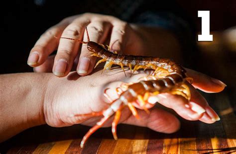 10 nightmarish facts to know about centipedes - San Antonio Express-News