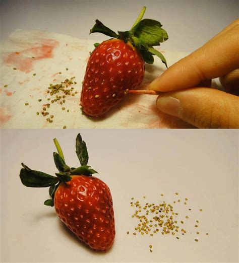 Save strawberry seeds. Growing Strawberries, Growing Fruit, Growing ...