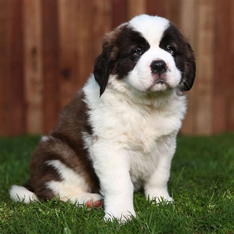 #1 | Saint Bernard Puppies For Sale In San Diego CA