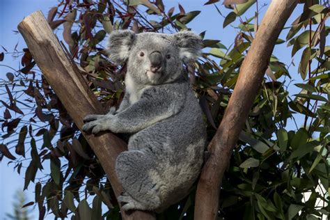 Queensland Koala | San Diego Zoo Wildlife Alliance