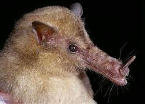 Banana Bat (Musonycteris harrisoni) The banana bat is a species of bat ...