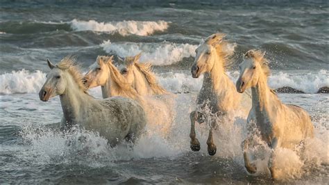 White Horses Are Running On Beach HD Animals Wallpapers | HD Wallpapers ...