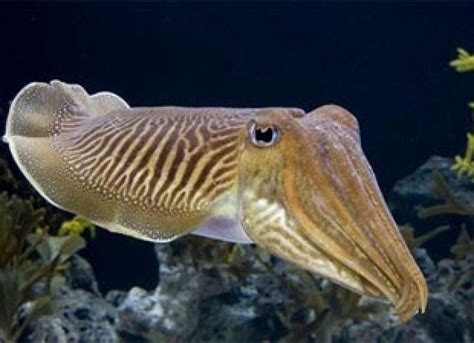 How Do Cuttlefish Camouflage Themselves From Their Predators? – Asian ...