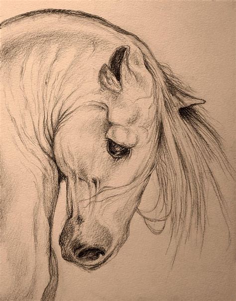 Pretty Horse Head Drawings | Images and Photos finder