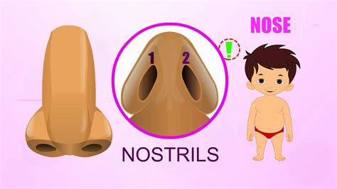 Parts Of The Nose And Their Functions For Kids