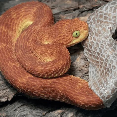 How Often Do Snakes Shed Their Skin? (Shedding Process) - Petrapedia