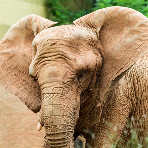 The Elephant Sanctuary in Hohenwald, TN (With Photos)