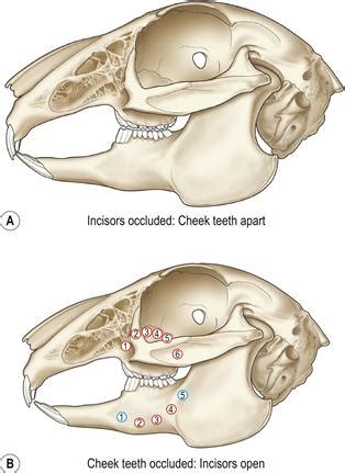 Dental Disease | Veterian Key