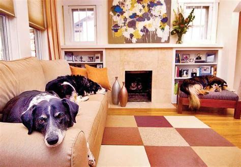 Pet-friendly apartment living - Boston Pads