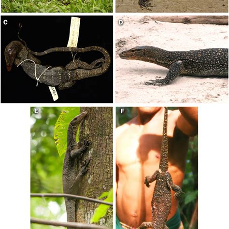 (PDF) On the taxonomy and distribution of Varanus salvator andamanensis ...