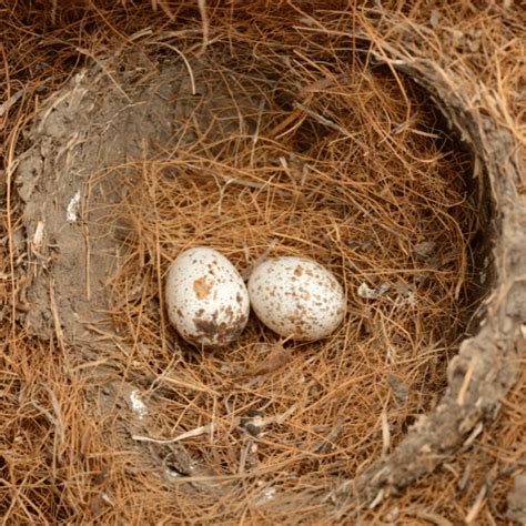 How Long Does it Take Cardinal Eggs to Hatch? - Backyard Bird Watchers