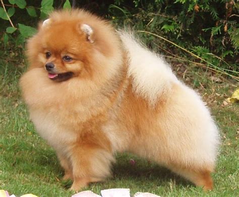 Pomeranian dog - Wikipedia