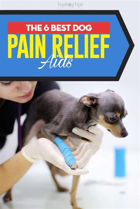 6 Best Dog Pain Relief Aids of 2020 (Dog Pain Reliever Buying Guide)