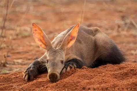 What do aardvarks eat?