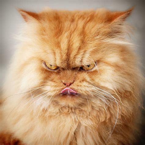 20 Pictures Of The Worlds Angriest Cat Named Garfi, He's Adorable