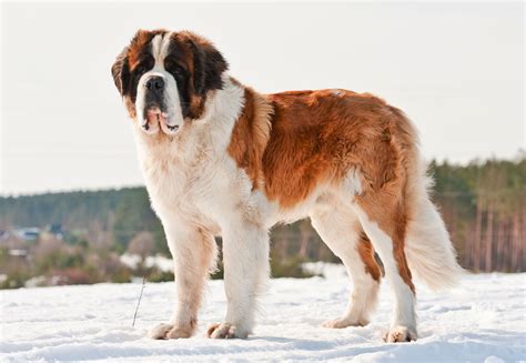 Where Does The Saint Bernard Live