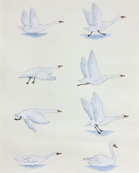 Swan flying sequence on Behance