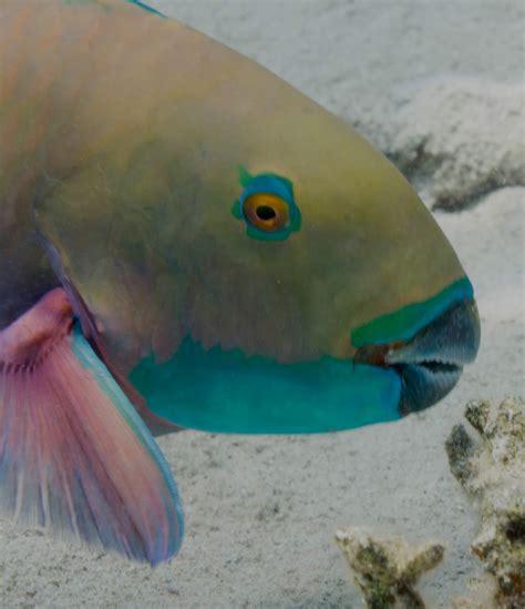 Actually, Some Sandy Beaches Are Made of Parrotfish Poop