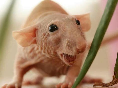 Rat Plush Hairless Rat Pinky Sphinx Rats Original Gift ...