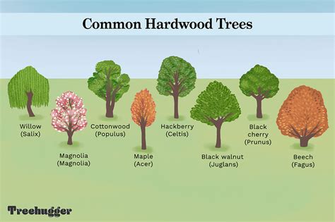 Identifying the Most Common Hardwood Trees